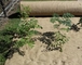 Hot Sell 100% Biodegradable Natural Jute Fiber Needle Punched Micro-green Growing Mat supplier